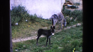 1967: Donkeys Playing Outside Palermo Italy