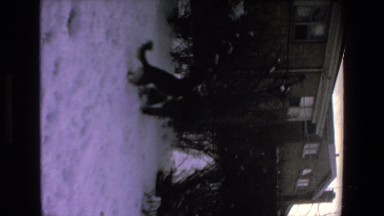 1972: dog playing in the snow MAZATLAN MEXICO