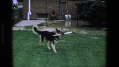 1972: dog running stick mouth garden owners standing watching playing MAZATLAN