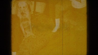 1965: a poodle and a lab mix dog frolic in a family room on a footstool