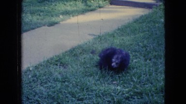 1965: grasses around garden stairs animal sitting watching black fluffy