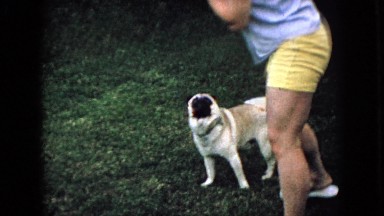 1965: dog near owner happy pug grass playing WELLSBURG IOWA