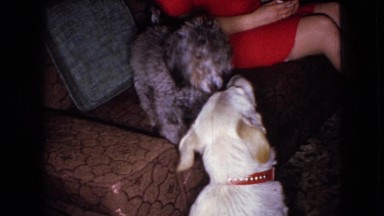 1965: dogs playing around in the living room. WELLSBURG IOWA