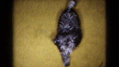 1965: funny little black puppy running inside the house WELLSBURG IOWA