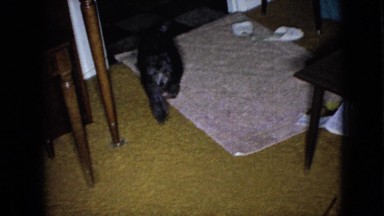 1965: puppy entering house moving around sniffing something running quickly