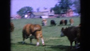1967: cows grazing in the fields. IOWA
