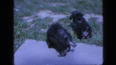 1967: curious puppy supervised exploration IOWA
