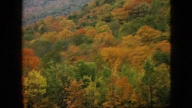 1957: trees lovely autumn yellowish forest dense woman walking PENNSYLVANIA