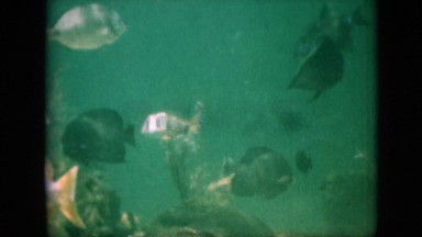 1958: footage of fish in ocean PENNSYLVANIA