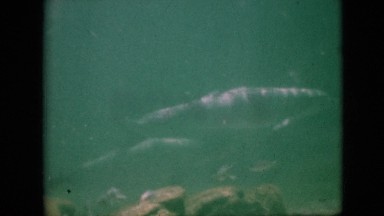 1958: dolphins seen swimming in water corals around PENNSYLVANIA