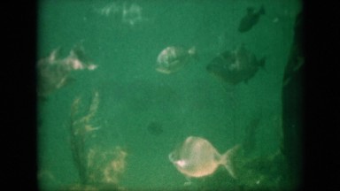 1958: close up view of marine biology PENNSYLVANIA