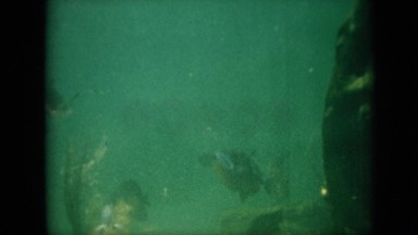 1958: fish swimming around with other fish by some rocks PENNSYLVANIA