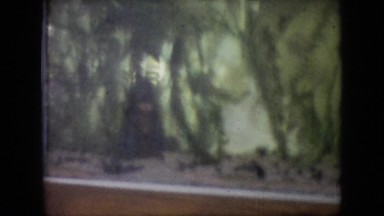1964: Fishes Swimming in Aquarium with Aquatic Plants Philadelphia