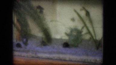 1964: Various Small Fish Swimming in Glass Aquarium Philadelphia