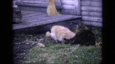1964: Boy and Two Cats in Philadelphia Backyard with Broom