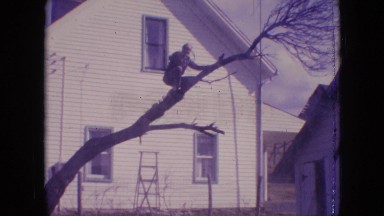 1964: a man high up in a tree cutting a tree branch with a saw PHILADELPHIA