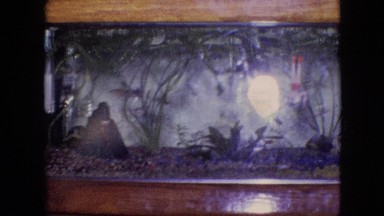 1964: fish tank PHILADELPHIA PENNSYLVANIA