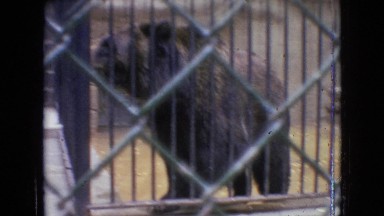 1964: two bears inside of a cage and two white birds flapping their wings