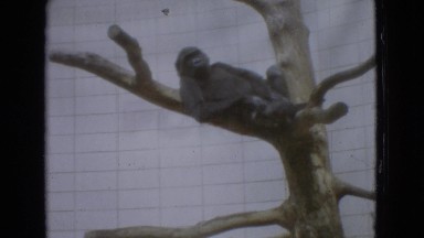 1965: a couple of chimpanzees resting on a tree at the zoo NEW JERSEY