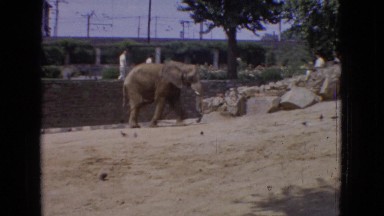 1965: a lone elephant walks up a sandy hill as people and birds pass by