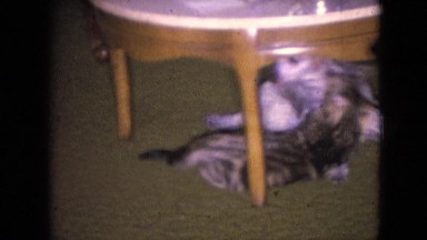 1966: cute pets play peacefully under the coffee table on a quiet day