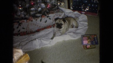 1966: Woman Pets Dog Near Christmas Tree in Athens Ohio