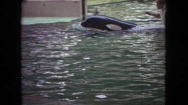 1966: man rides on the back of a dolphin around edge of an exhibition tank OHIO