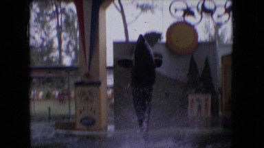 1966: killer whale breaching straight up out of the water