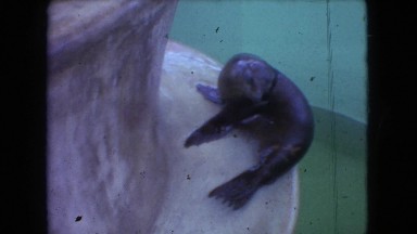 1966: fun at the aquarium OHIO