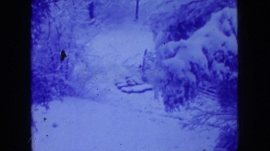 1966: trees forest winters snowfall amazing climate chilled covered with snow