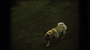 1966: dog running garden looking something fast searching whitetail OHIO