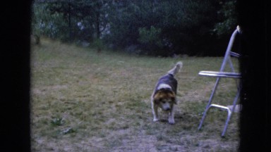1966: family dog checking out swingset OHIO