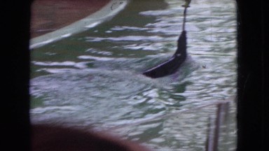 1966: seal swimming holding up stick with bird on top of it OHIO