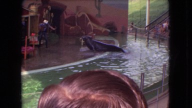 1966: a large seal is performing and rolling over on a stage at a water show