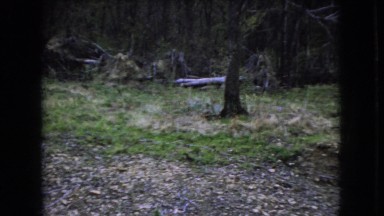 1966: view of trees and grass on a dirt hillside OHIO