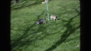 1966: two small dogs playing in the park, investigating a pole OHIO