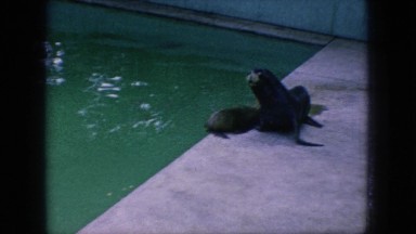1966: seals at the zoo swimming in pool and waddling in enclosure NEW JERSEY