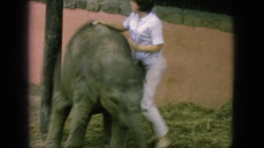 1966: elephant turning to follow its trainer NEW JERSEY