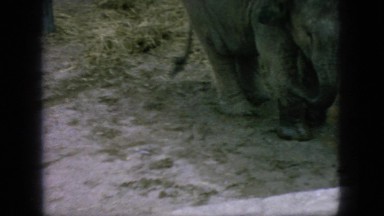 1966: baby elephant playing in enclosure with child and zoo keeper NEW JERSEY
