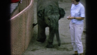 1966: elephant walking along human zoo cute small NEW JERSEY