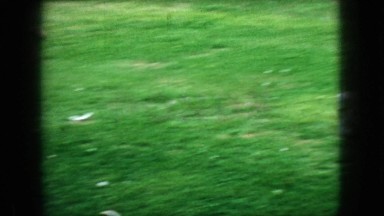 1966: swan like birds flamingo beautiful many in greenery NEW JERSEY