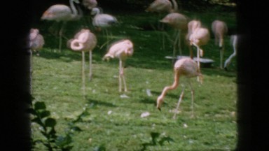 1966: flamboyance in all their glory. NEW JERSEY