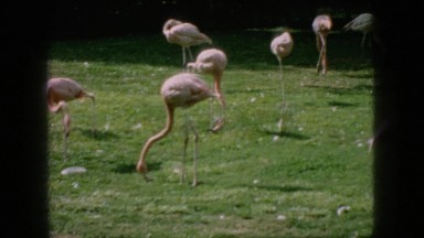 1966: flamingos migratory birds walking grass all over migration season