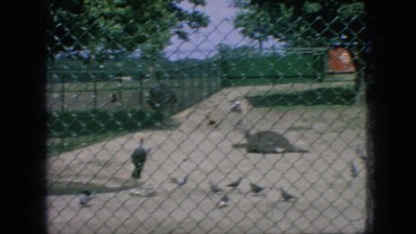 1966: Pigeons Moving Near Fence Around Deer in Green Environment with Cars Passing