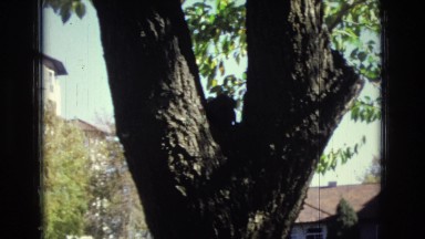 1967: one backlit squirrel in the fork of tree on a sunny day COLORADO SPRINGS