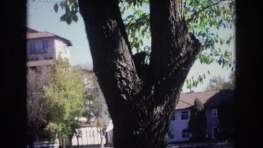 1967: houses around water trees, beautiful and unique view