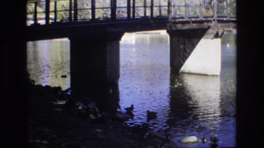 1967: ducks just floating around their lake home. COLORADO SPRINGS BROADMOR