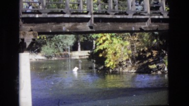 1967: a single white duck floating on a lake. COLORADO SPRINGS BROADMOR