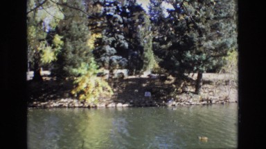 1967: pine trees on the shore of a beautiful lake or river in a park
