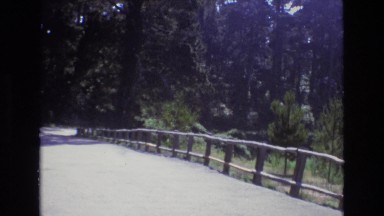 1965: white minivan and cars seen through trees from a distance CENTRAL COAST